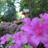 根津神社ふたたび・・