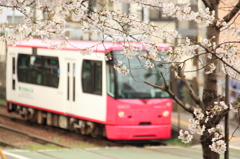 桜と都電　その1