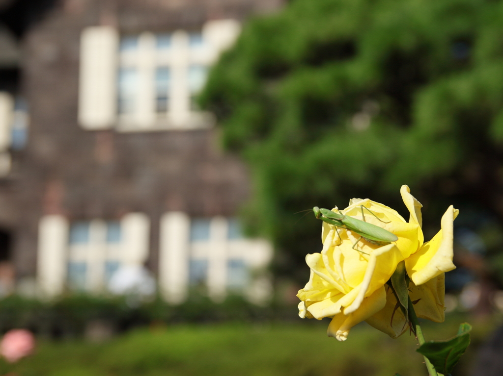 旧古河庭園「秋のバラフェスティバル」　その4