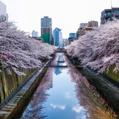 目黒川