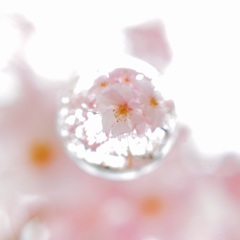 さくら2015