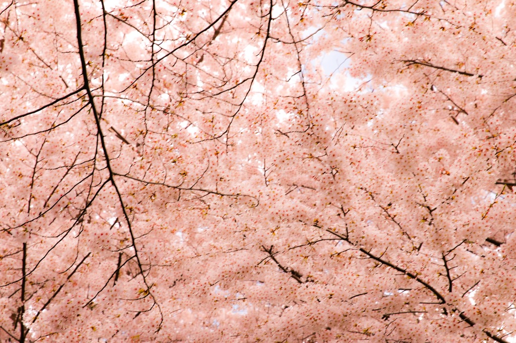 一面桜色
