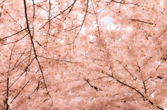 一面桜色