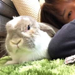 うさぎのボタンと