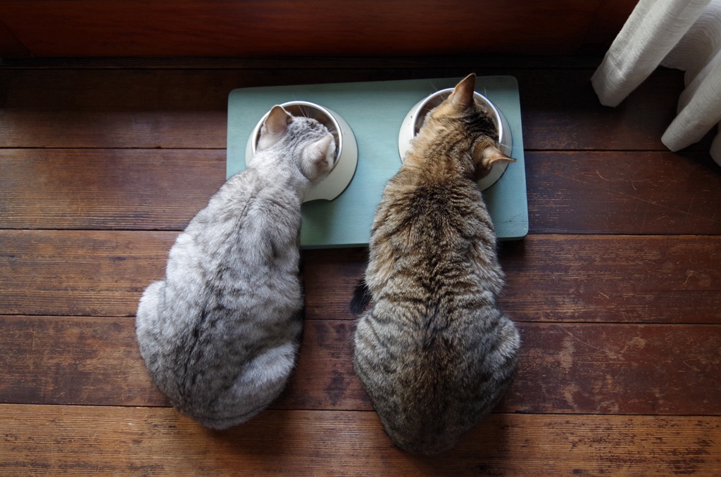 ご飯だにゃ！