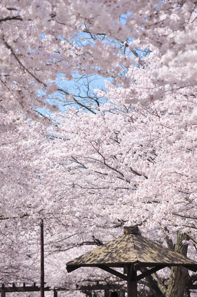 九州中津の春風景