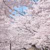 九州中津の春風景