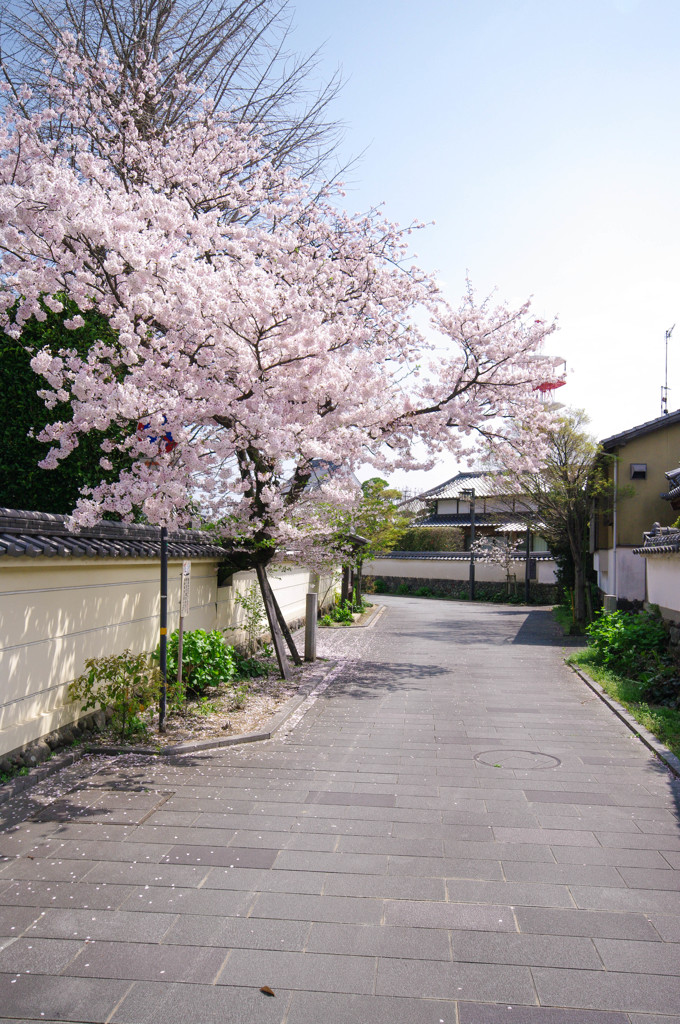 九州中津の春風景
