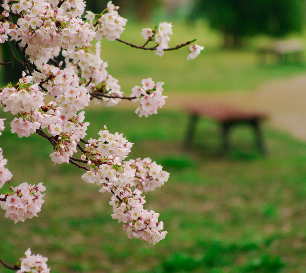 桜：雨景