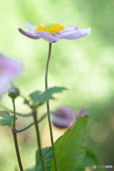 秋明菊