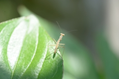 カマキリ１号発見