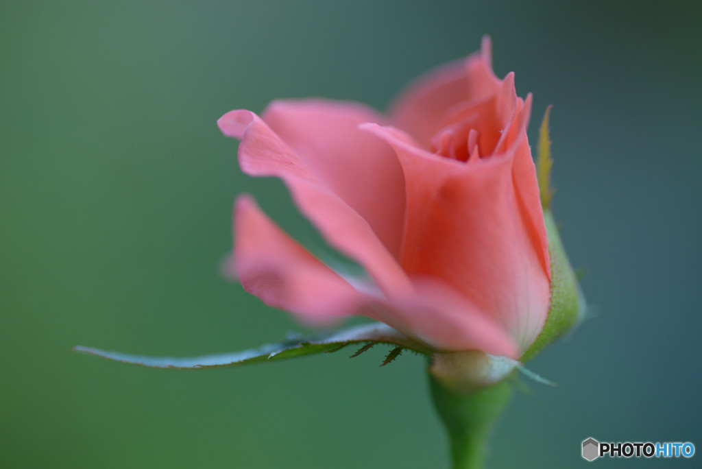 花アルトキハ花二酔ヒⅥ