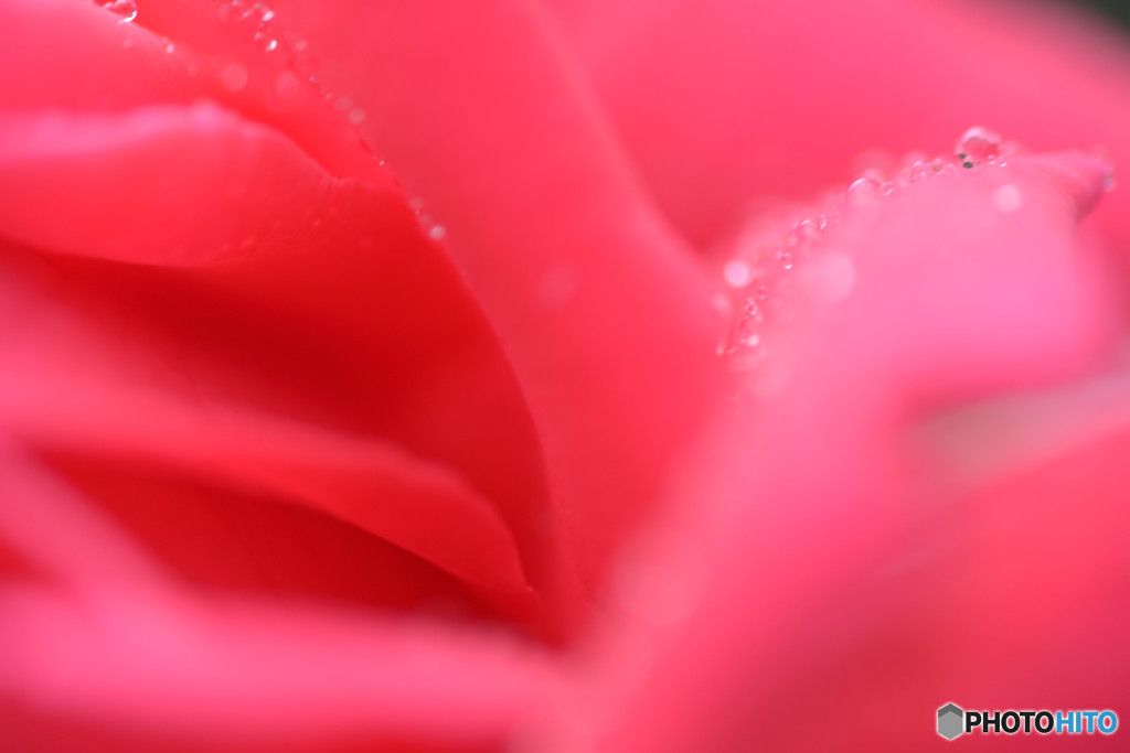 夏の薔薇Ⅱ