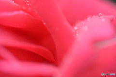 夏の薔薇Ⅱ