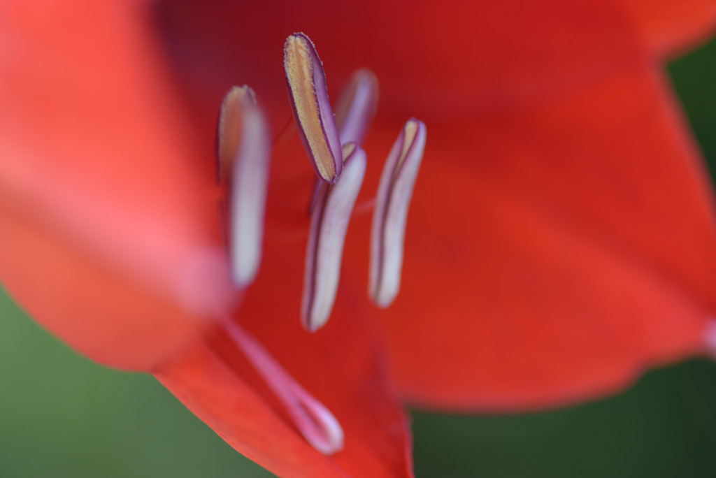蕊