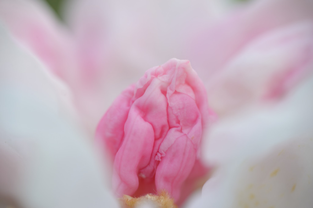 石楠花Ⅴ