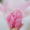 石楠花Ⅴ