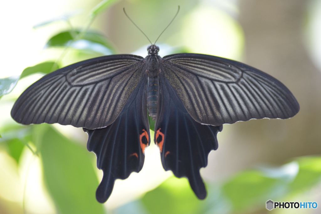 初 黒揚羽 By Kazusan Id 写真共有サイト Photohito