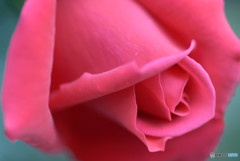薔薇
