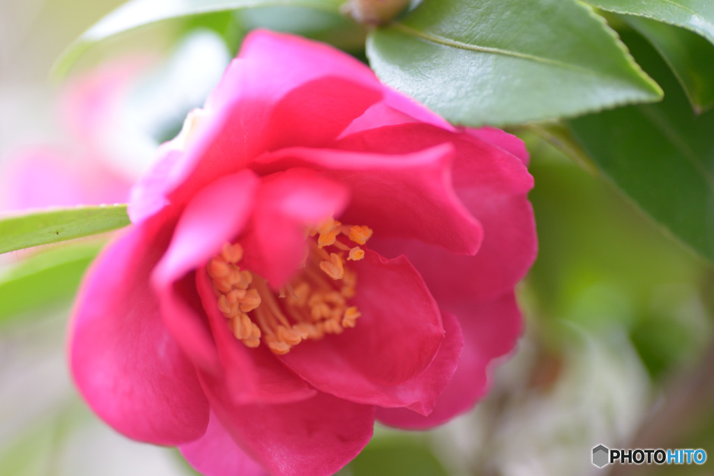 山茶花Ⅴ