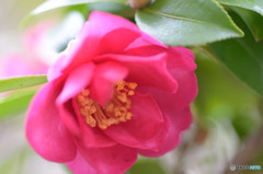 山茶花Ⅴ