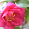 山茶花Ⅴ