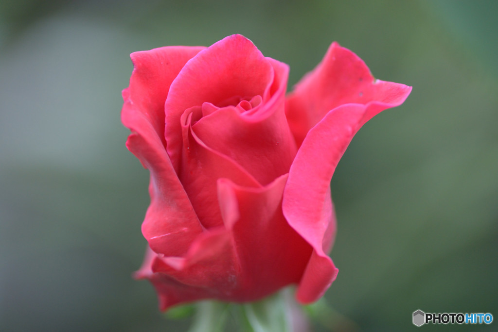 秋の薔薇
