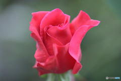 秋の薔薇
