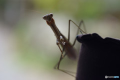 帰ってきたカマキリ