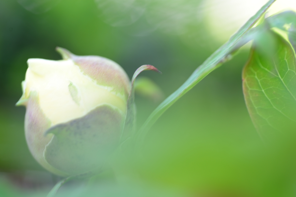 ハイヌーン　蕾