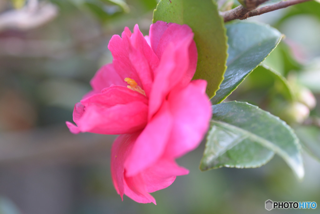 山茶花Ⅵ