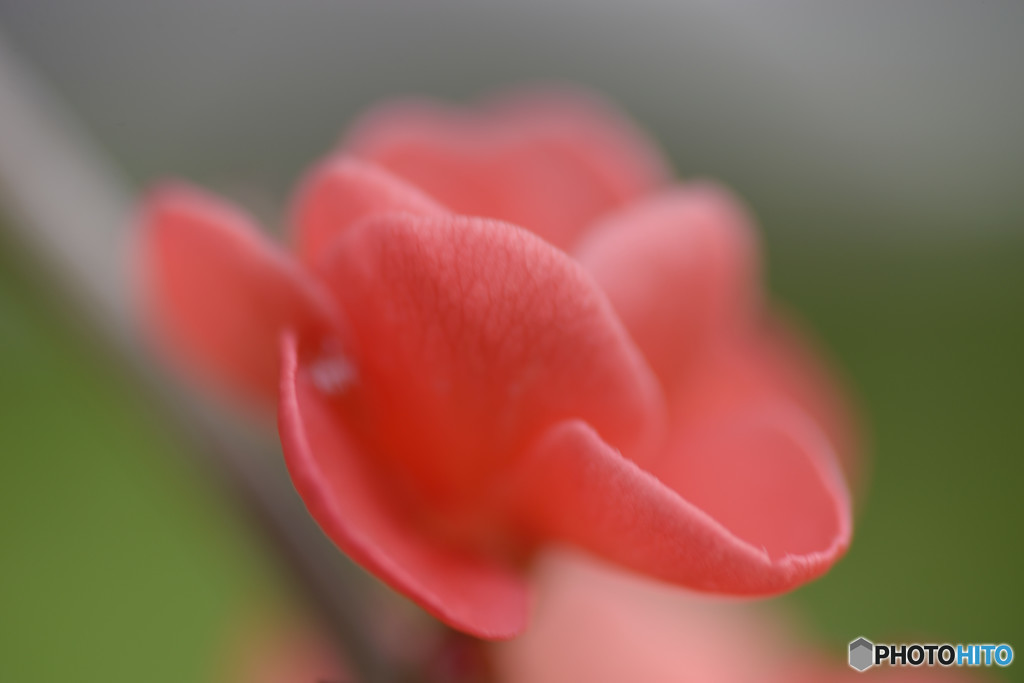 木瓜Ⅲ