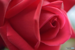 薔薇Ⅱ
