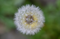 花と綿毛