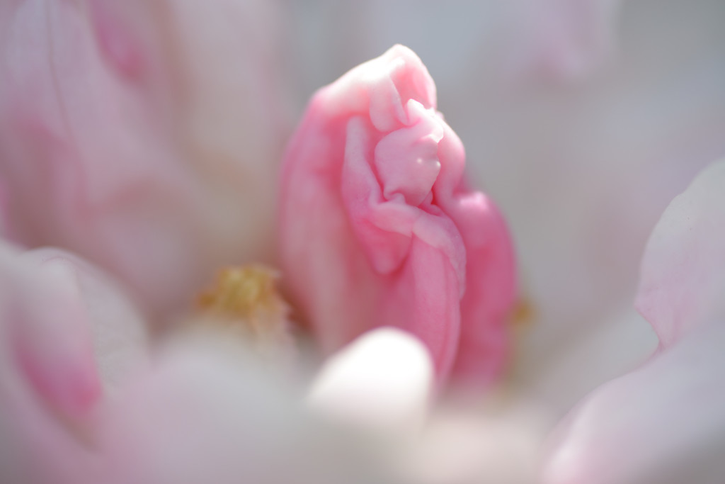 石楠花Ⅳ