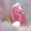 石楠花Ⅳ