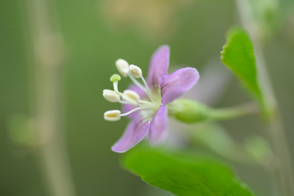 クコの花