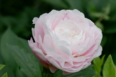 芍薬