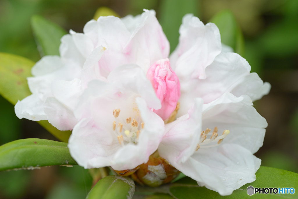 石楠花Ⅵ