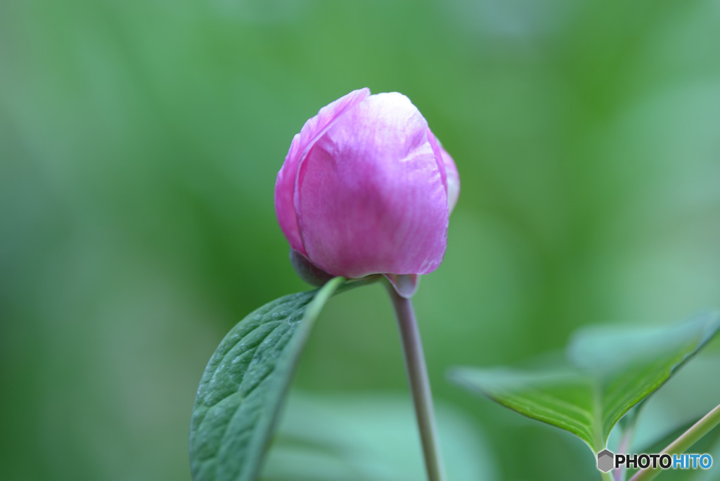 山芍薬