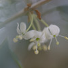 柊Ⅰ
