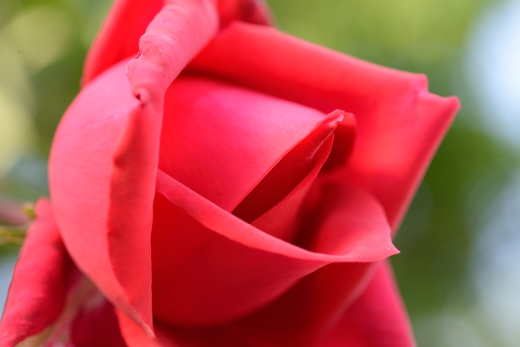 情熱の赤い薔薇