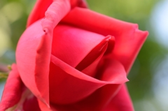 情熱の赤い薔薇