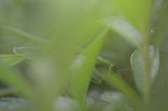 カマキリ　寝てます～グゥー