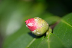 山茶花の蕾Ⅱ