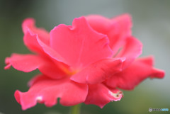 小さな薔薇Ⅰ