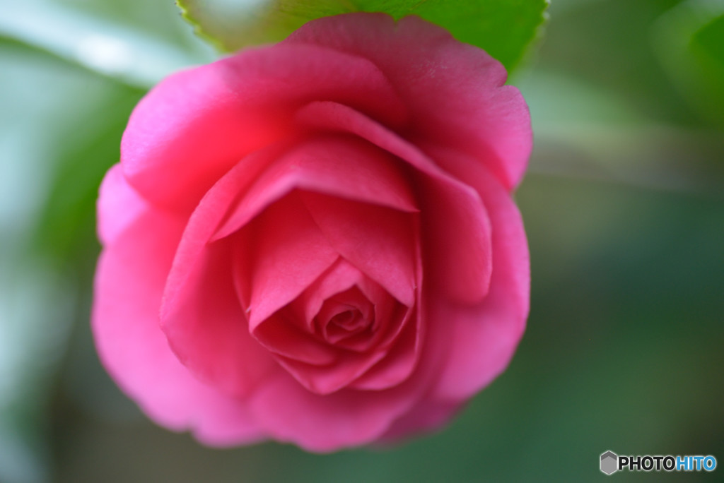 山茶花