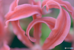 曼珠沙華Ⅰ
