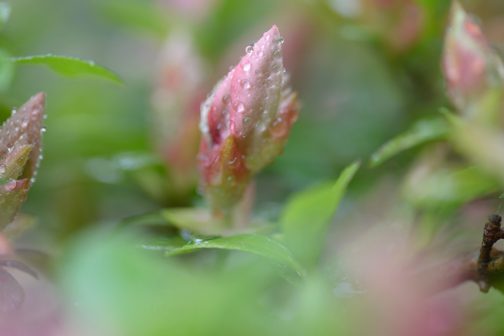 麗しき蕾