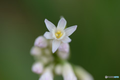 小さな花